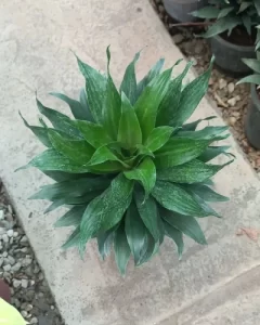 گیاه دراسنا کامپکت