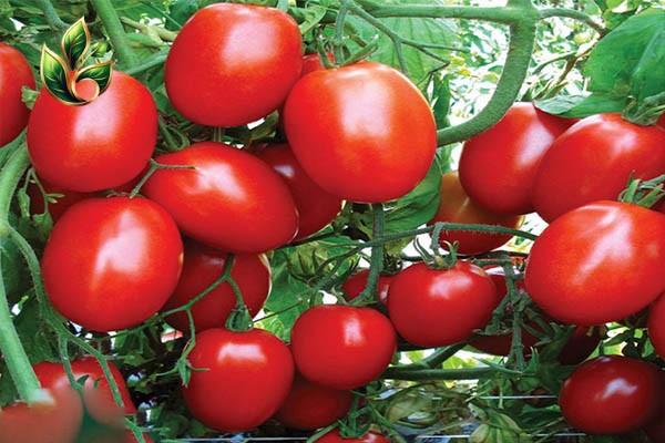کاشت گوجه فرنگی (1)