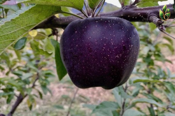 خرید نهال سیب میراکل سیاه (1)