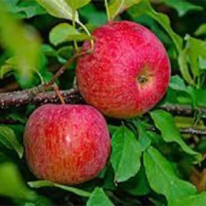سیب برابورن (1)
