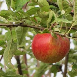 سیب زنور (1)
