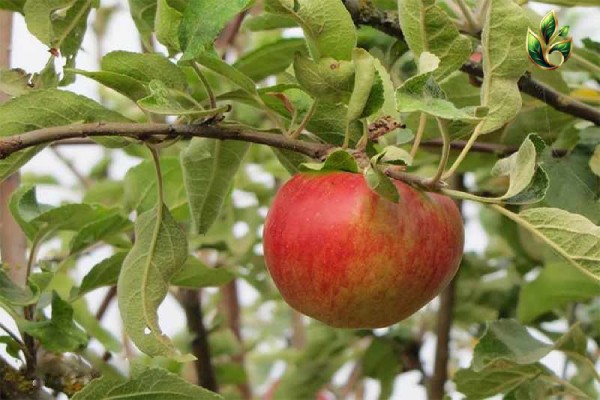 سیب زنور (1)