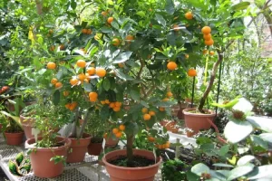 نهال پرتقال گلدانی