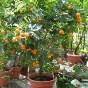 نهال پرتقال گلدانی